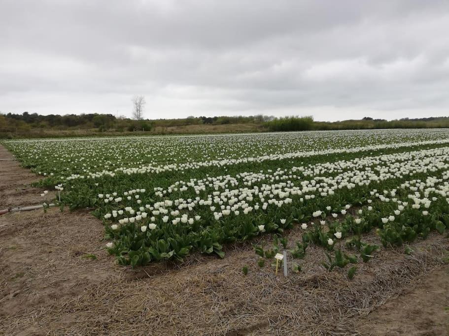 Cottage Egmond-Binnen Met Besloten Tuin Екстер'єр фото