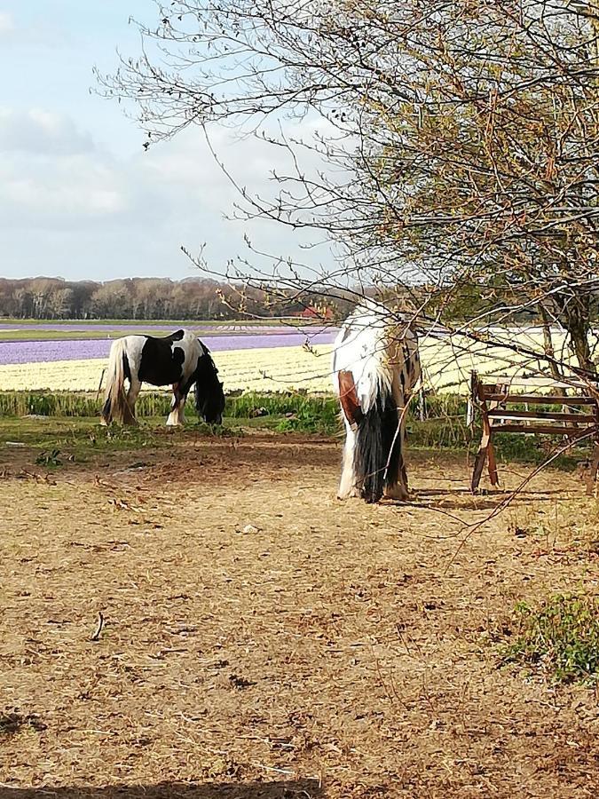 Cottage Egmond-Binnen Met Besloten Tuin Екстер'єр фото